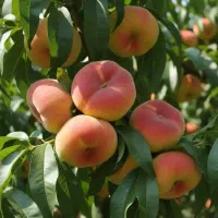 فروش نهال هلو انجیری