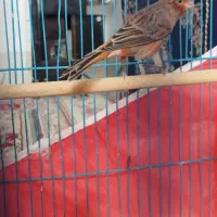 قناری سرخ نر|پرنده|مشهد مرغاب, |دیوار