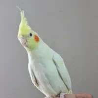 هلندی پرورش خانگی