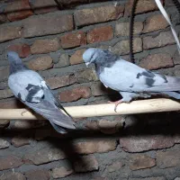کبوتر