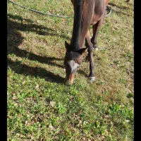 مادیا و کره مادیان فروشی|اسب و تجهیزات اسب‌سواری|مریوان, |دیوار