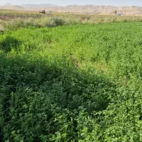 یونجه خشک سرپل ذهاب ۹ تن موجود|عمدهفروشی|دشت ذهاب, |دیوار