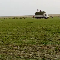 یونجه