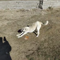 سگ ماده مناسب گله