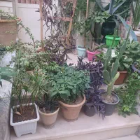 گل و گیاه طبیعی