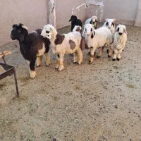 ۸راس بره نر سبک مخصوص پروار