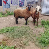 بره نرو ماده چاق چله خمیر 7ماهه قربانی