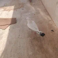 کبوتر