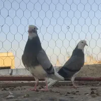 بوم پرشی سو قدیم