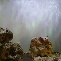 دو عدد سیچلاید دلفینی بزرگ