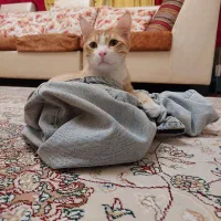 واگذاری واکسن زده شناسنامه داره|گربه|پرند, فاز ۶|دیوار