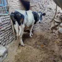 یک راس گاو ماده پرواری