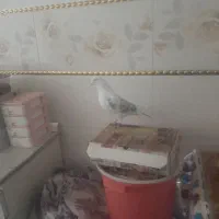 کفتر|پرنده|مشگین شهر, |دیوار