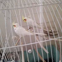 عروس هلندی سالم وسلامت کشیده و خوشگل|پرنده|شوشتر, |دیوار