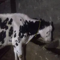 تلیسه آبستن گاوشیری|حیوانات مزرعه|صحنه, |دیوار