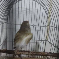 سهره قناری