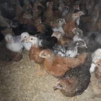 جوجه مرغ و خروس محلی یک ماهه نژاد گلپایگان|حیوانات مزرعه|ساری, |دیوار