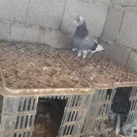 کبوتر نر پرشی شازده انگلیسی|پرنده|گمیشان, |دیوار