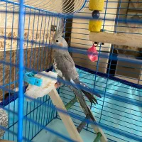 عروس هلندی نر