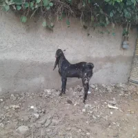 بزنرپاکستانی