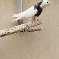 طوقی نر|پرنده|شاهین‌شهر, گرگاب|دیوار