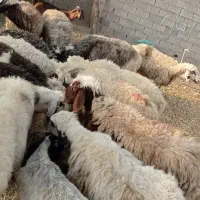 میش زاییده و ابستن|حیوانات مزرعه|بهبهان, |دیوار