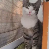 سرپرستی رایگان گربه نر شش ماهه