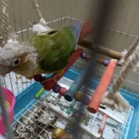 گرینچیک|پرنده|تربت‌حیدریه, منظر|دیوار