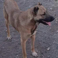 سگ اصیل سرابی