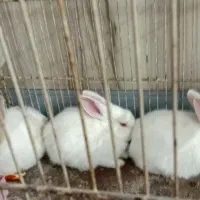 سه عدد خرکوش سفید چشم شرابی|موش و خرگوش|تربت جام, یحیی آباد|دیوار