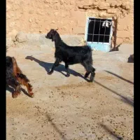 بز غاله  ماده