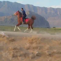 مادیان دره شور همراه کره|اسب و تجهیزات اسبسواری|بیضا, |دیوار