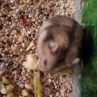 همستر کمپل شکلاتی خاکستری|موش و خرگوش|شاهینشهر, مخابرات (شهید بهشتی)|دیوار