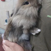 حیوان ها وسیله بازی نیستن  .خرگوش لوپ