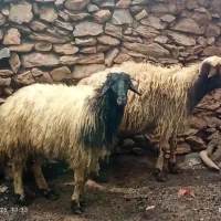قوچ بران|حیوانات مزرعه|خاو و میرآباد, |دیوار