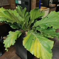 فلاورباکس و گلدان