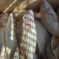 ماهی فروشی جنوب