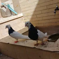 بوقلمون