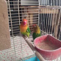 کوتوله مولد به شرط تخم جوجه|پرنده|اصفهان, سپاهان‌شهر|دیوار