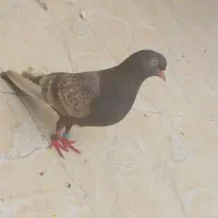 ماده تیپلر انگلیسی