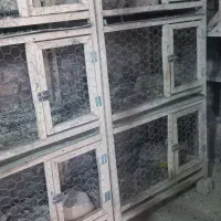 جفت کن کبوتر