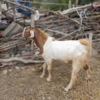 نری چاق سر حال و سالم