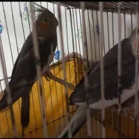 عروس هلندی|پرنده|باوی, |دیوار