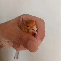 قنار نر سرخ بخون