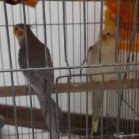 فروش عروس هلندی|پرنده|تهران, شهرک صدرا|دیوار