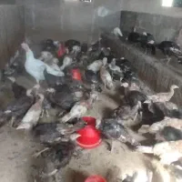 بوقلمون 4 ماهه|حیوانات مزرعه|دیواندره, |دیوار