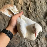کفتر دم سفید و ساده و طوقی|پرنده|بیرجند, |دیوار