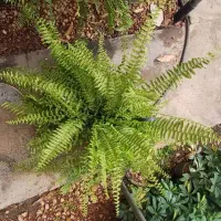 فروش عمده گل و گیاه|گل و گیاه طبیعی|بندر کنگان, |دیوار