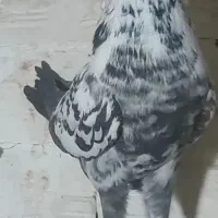 کبوتر|پرنده|تبریز, |دیوار