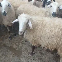 گوسفند|حیوانات مزرعه|سارال, |دیوار